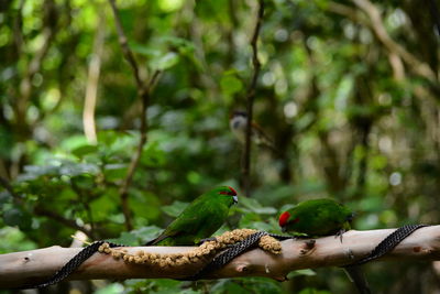 Close-up of bird perching on branch