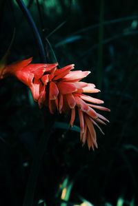 Close-up of red flowers blooming outdoors