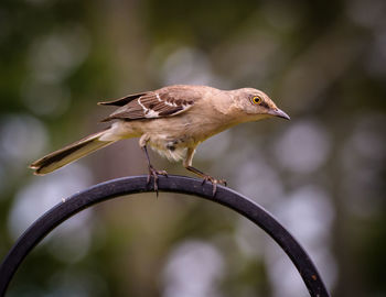 Close-up of bird perching on plant