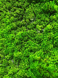 Full frame shot of green plants