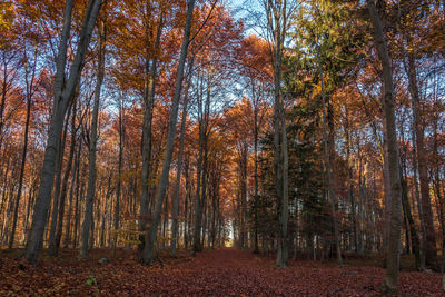 Trees in forest during autumn