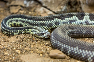 Close-up of snake