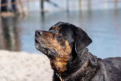 Close-up of dog looking away