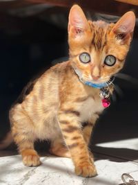 Portrait of cat sitting on floor