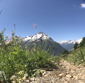 Plants growing on land against sky