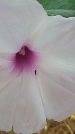 Close-up of pink flowers