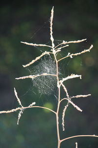 Close-up of leaves