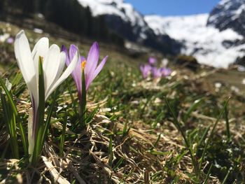 Close-up of purple crocus flowers on field