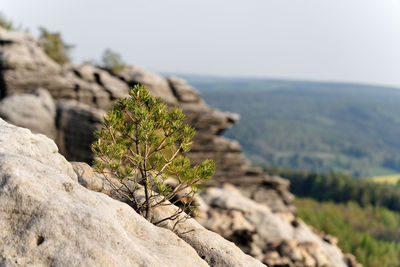 Close-up of plant on rock against sky