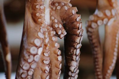 Close-up of octopus for sale