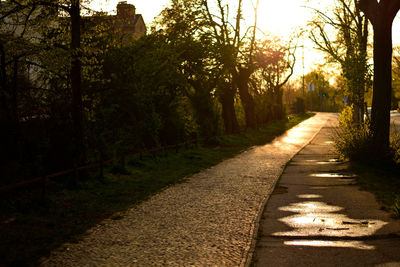 Street amidst trees in forest