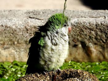 Close-up of bird perching on rock