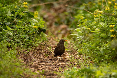 Close-up of bird perching on field