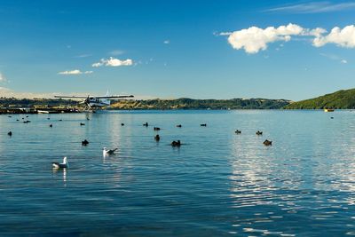 Swans swimming in sea against sky