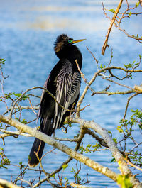 Bird perching on a tree