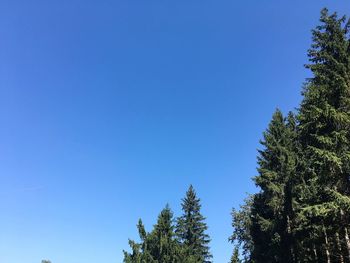 Low angle view of trees against clear blue sky