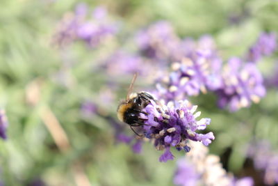 Close-up of honey bee pollinating on purple flower