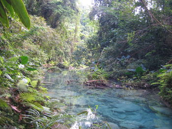 Scenic view of river flowing through forest