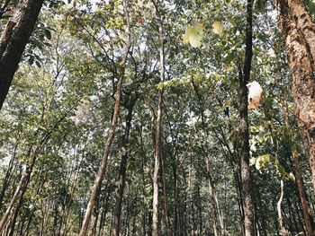 Low angle view of trees against sky