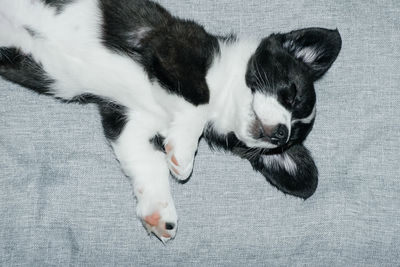 High angle view of cat sleeping