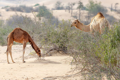 Middle eastern camels eating leaves from desert trees near al ain, uae