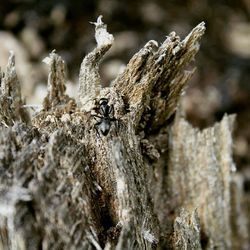 Close-up of moss on tree trunk