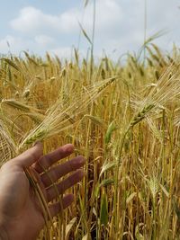 Midsection of wheat crops on field against sky