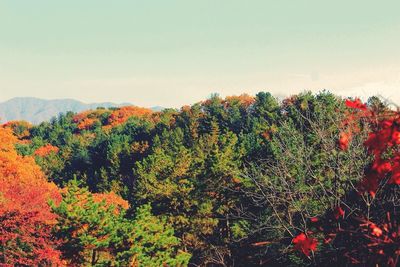 Plants growing on mountain