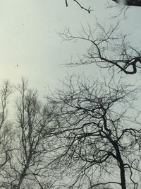 Low angle view of bare trees against sky