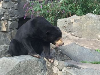 Close-up of gorilla in zoo