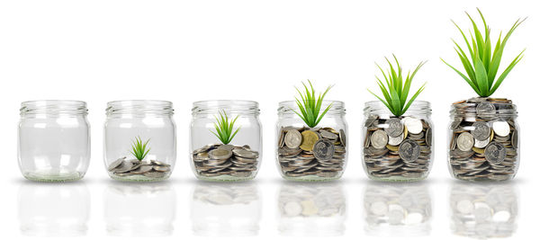 Close-up of potted plants in glass jar