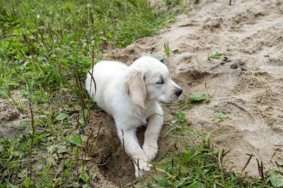 A male golden retriever puppy is digging a hole in a pile of sand in the backyard.