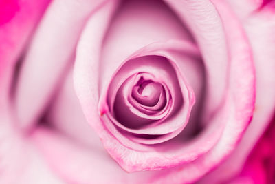 Close-up of pink rose