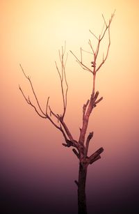 Bare tree against sky during sunset