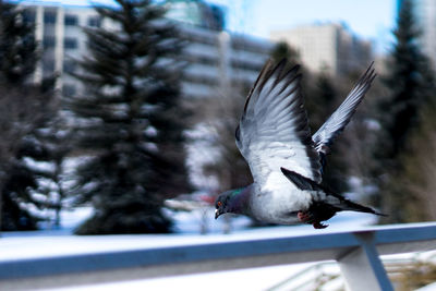 Close-up of a bird flying