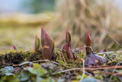 Close-up of plants growing on field