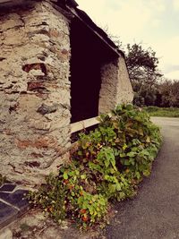 Built structure by plants against wall