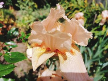 Close-up of white rose