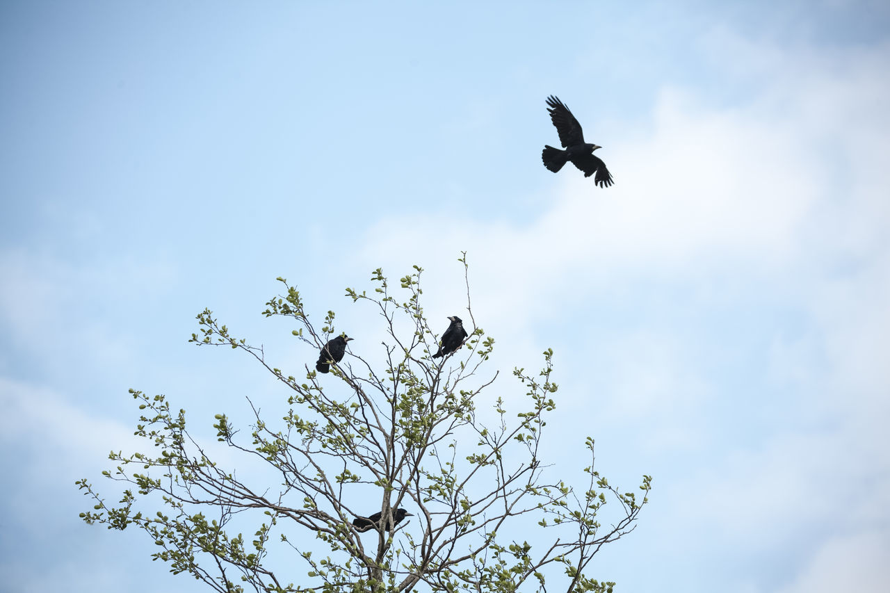 animal themes, animal, animal wildlife, animals in the wild, bird, sky, vertebrate, low angle view, flying, plant, mid-air, cloud - sky, day, nature, one animal, spread wings, no people, beauty in nature, tree, outdoors