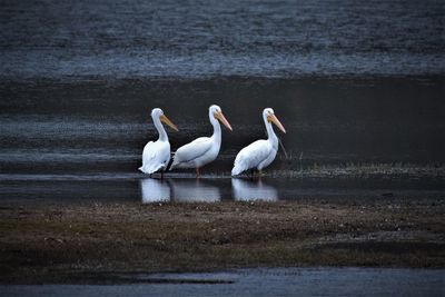 Swans on lake