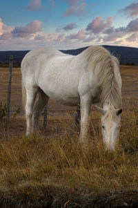 Horse grazing in field against sky