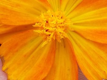 Macro shot of yellow flower