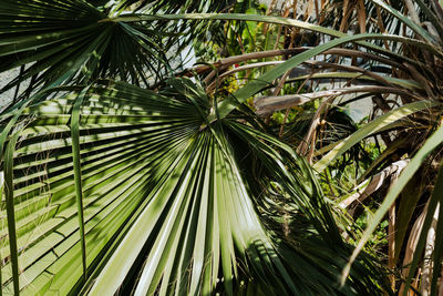 Close-up of palm tree