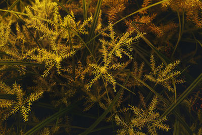 Full frame shot of plants