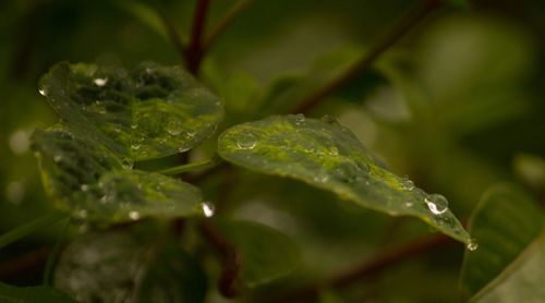 Close-up of wet plant leaves