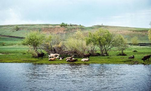 View of sheep in the water