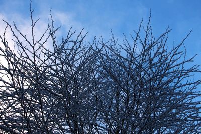 Low angle view of bare tree against sky