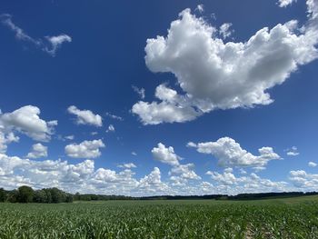 Scenic view of agricultural field against sky