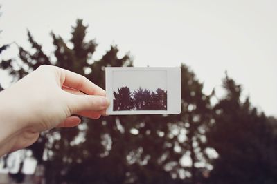 Cropped image of woman hand holding photograph by trees against clear sky