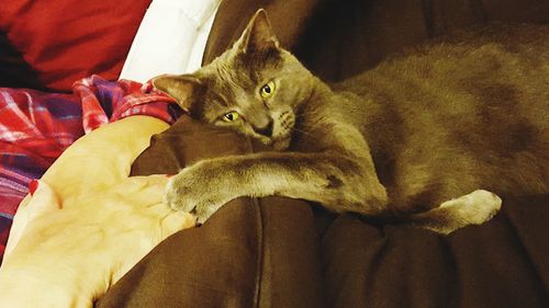 Close-up of cat resting on bed